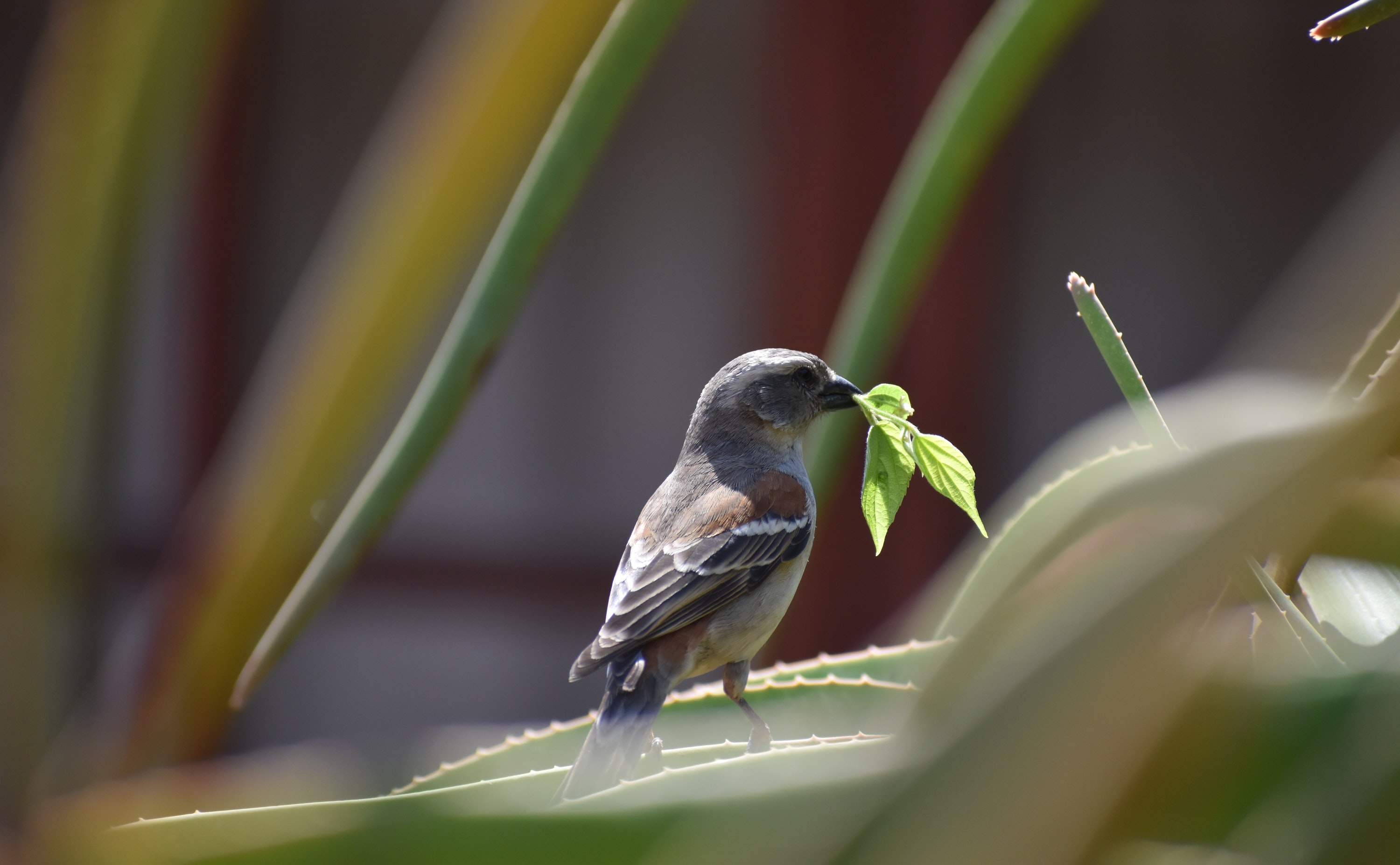 Sparrow with a twig.