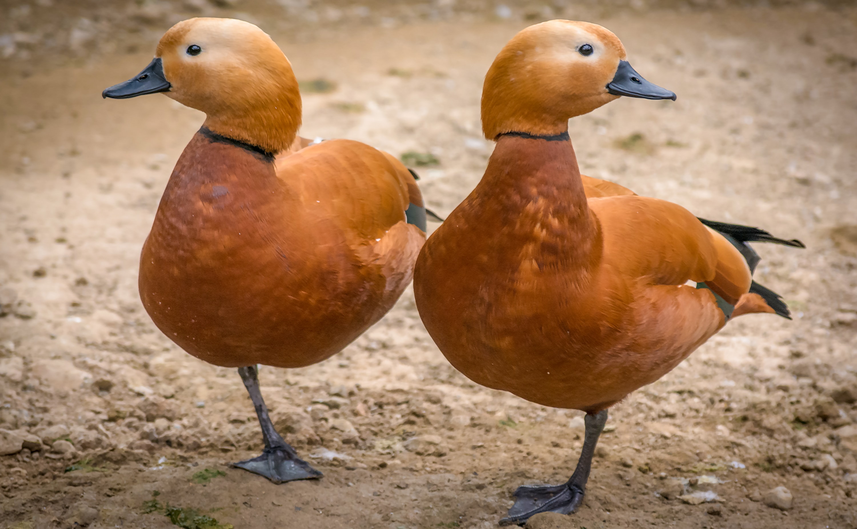 Two ducks.