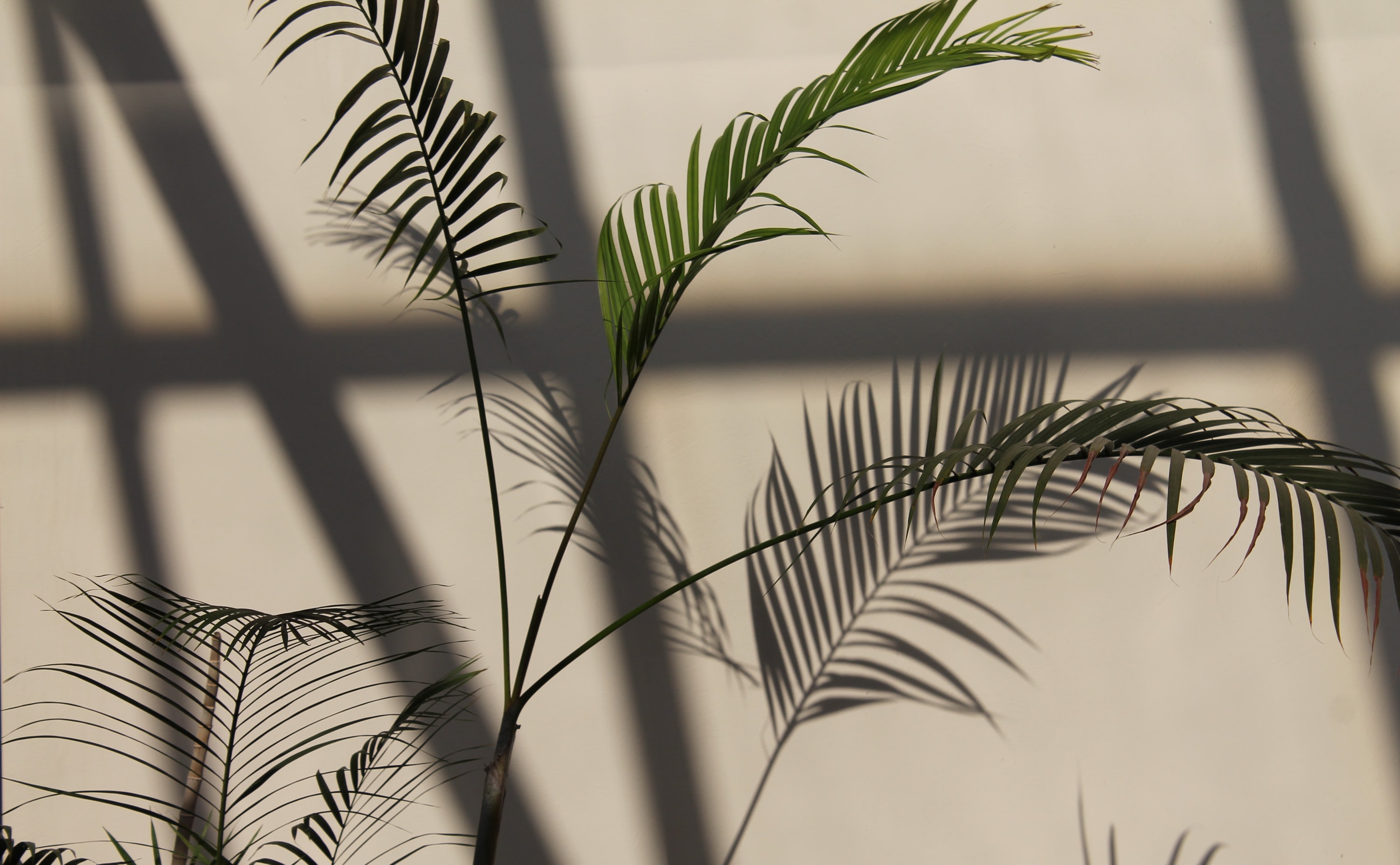 Shadows of a green plant.