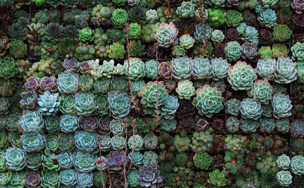 Succulent Frenzy