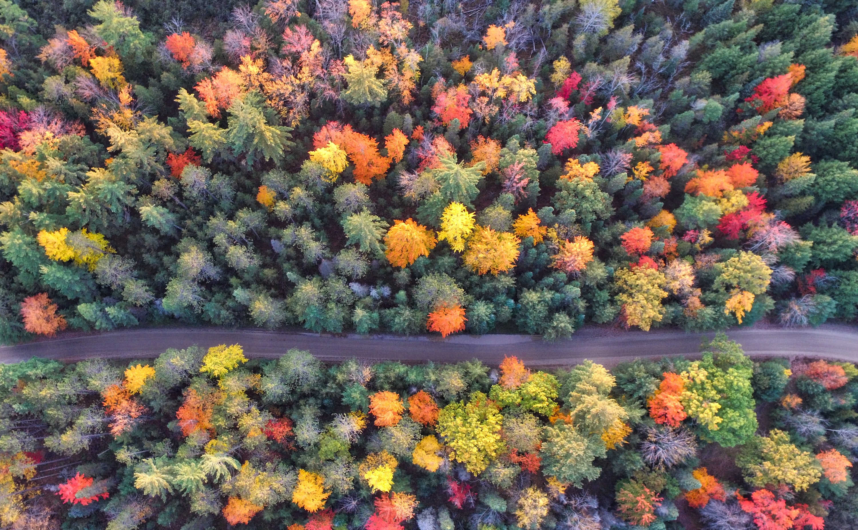 Aerial view of a forest road in autumn.